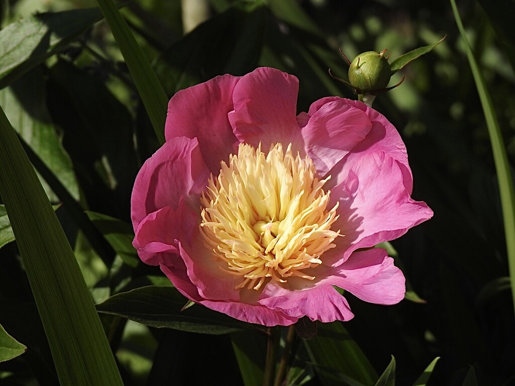 The First Peony by susiemc