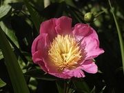 29th May 2023 - The First Peony