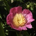 The First Peony
