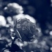 rosey