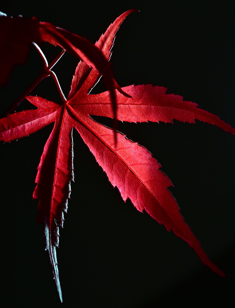 Red Maple backlight by jayberg