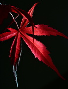 29th May 2023 - Red Maple backlight