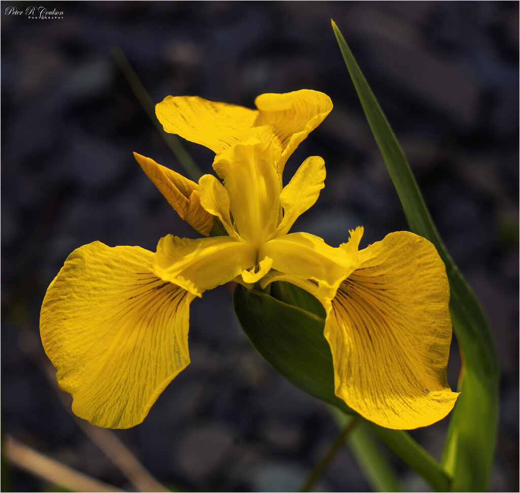 Yellow Iris by pcoulson