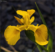 29th May 2023 - Yellow Iris