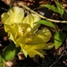 No Mow May 30...