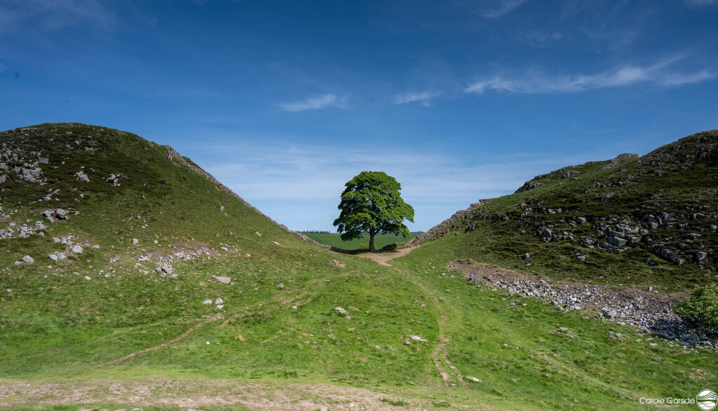 That Sycamore Tree landscape-58 by yorkshirekiwi