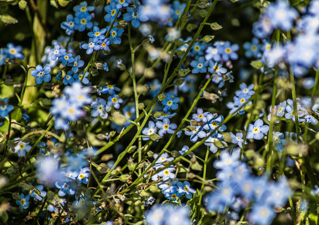 forget-me-nots by darchibald