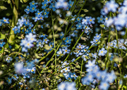 29th May 2023 - forget-me-nots