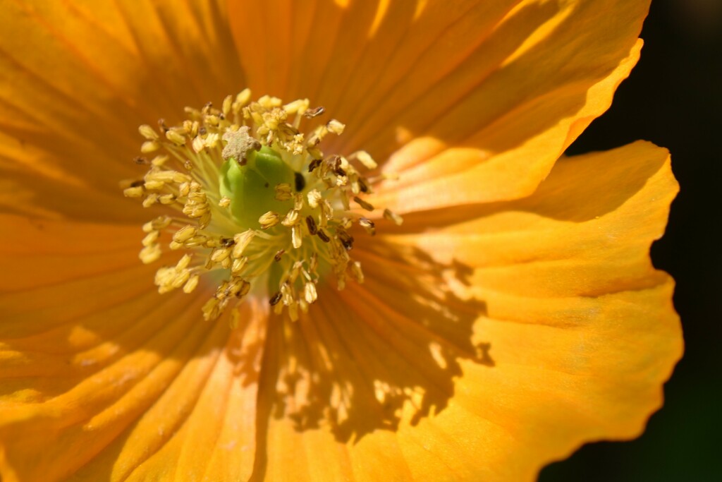 Poppy in the sun by anitaw