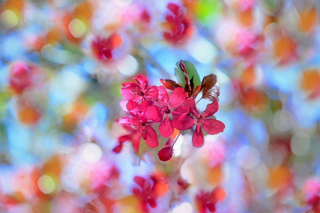 Bokeh and Blossoms by lynnz