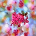 Bokeh and Blossoms