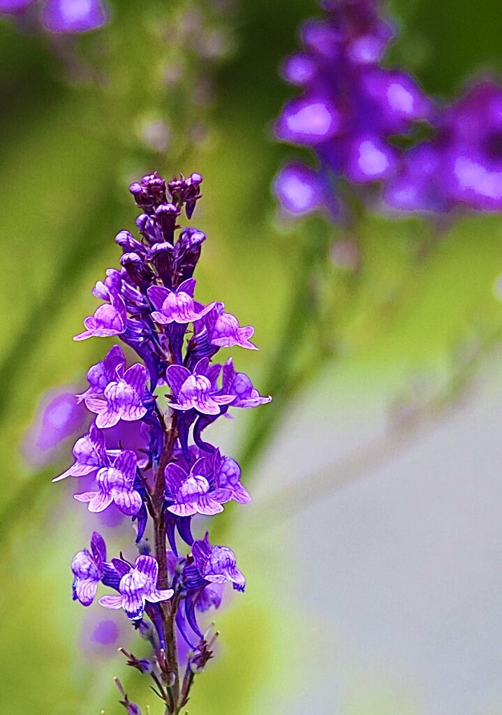 Purple toadflax by Dawn