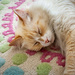 Sleepy Kitty
