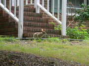29th May 2023 - Rabbit Eating Grass