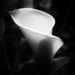 Calla Curves by fbailey