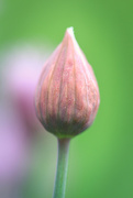 29th May 2023 - Chive Bud