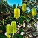Yellow Banksia Flowers ~