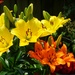 Lovely Lilies