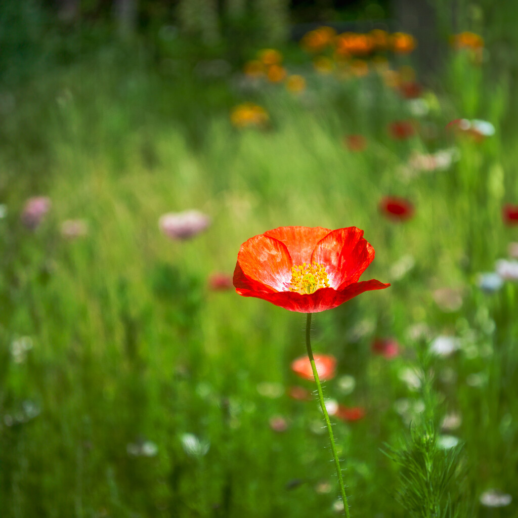 Wild Poppies by cdcook48