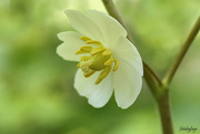 29th May 2023 - Mayapple wildflower