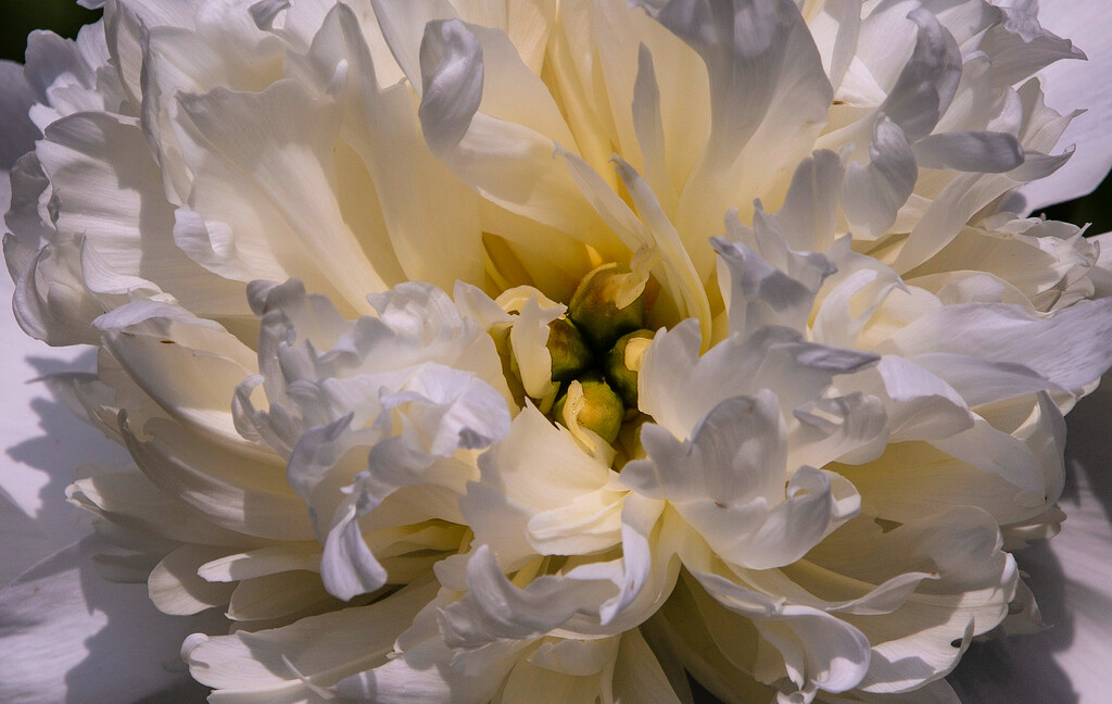 Peony Delight by pdulis