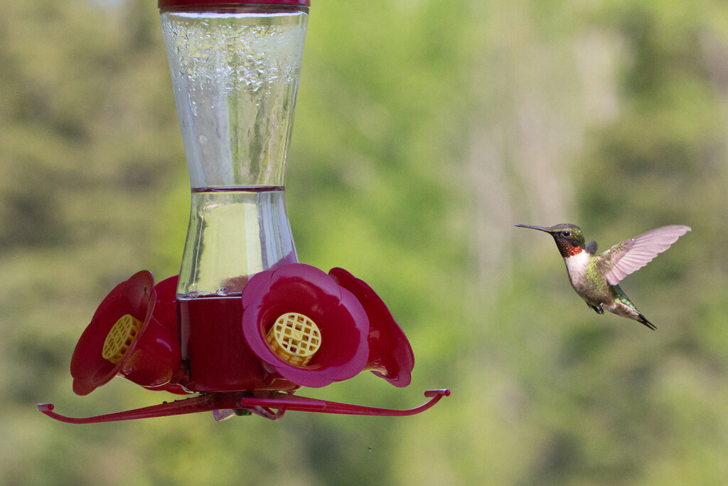 Ruby Throated Hummingbird by slang