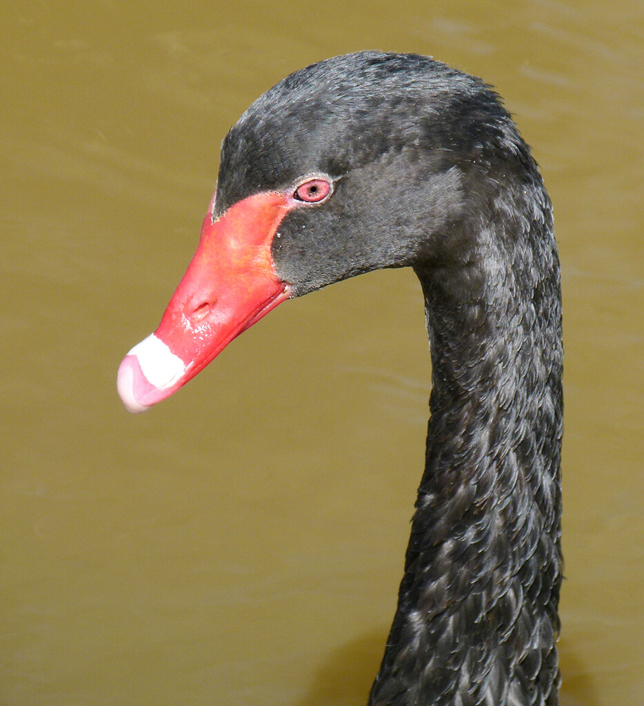 Black Swan by onewing