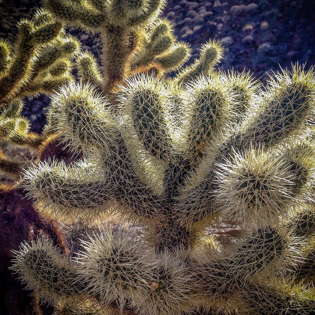 Cholla Cactus by 365projectorgbilllaing