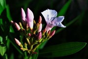 28th May 2023 - May 28 Oleander buds