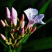 May 28 Oleander buds