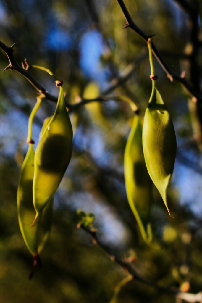 May 28  Palo Verde Seed pods by sandlily