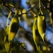 May 28  Palo Verde Seed pods
