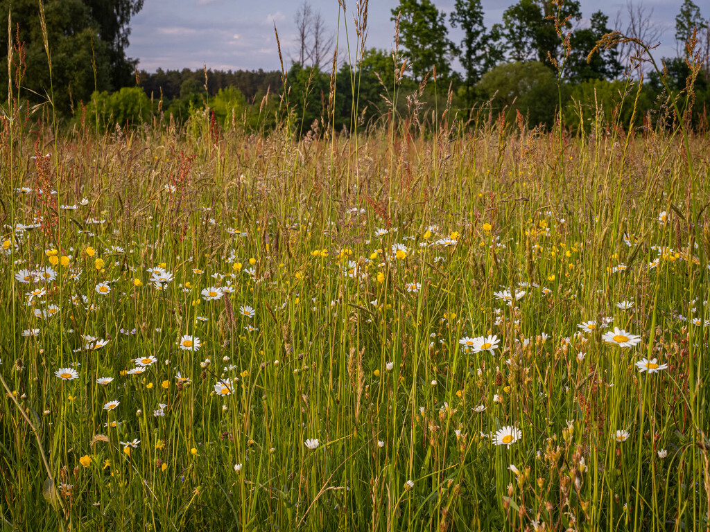 A may meadow by haskar