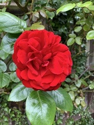 28th May 2023 - Red, Red Rose………….772