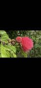 30th May 2023 - I love these Red Powder Puffs. This one is moving on but its little mates are getting ready to bloom. 