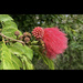 I love these Red Powder Puffs. This one is moving on but its little mates are getting ready to bloom.  by johnfalconer
