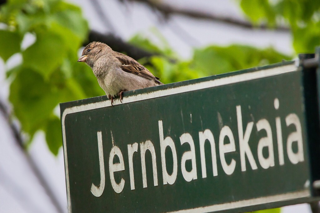 Sparrow on street sign  by okvalle
