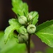 Rose of Sharon buds...