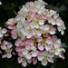 Pink May blossom