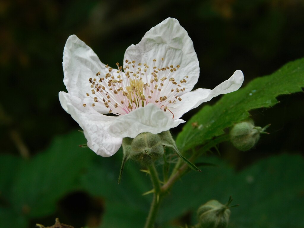 First blackberry blossom by 365anne