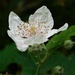 First blackberry blossom by 365anne