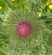30th May 2023 - Thistle