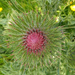 Thistle by 365projectorgjoworboys