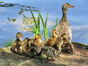 30th May 2023 - Duck Family 