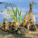 Duck Family  by seattlite