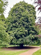 30th May 2023 - Horse Chestnut tree