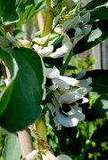 30th May 2023 - Broad Bean Flowers