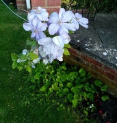 30th May 2023 - Clematis 