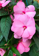 30th May 2023 - Impatiens