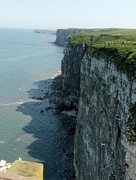 20th May 2023 - bempton cliffs